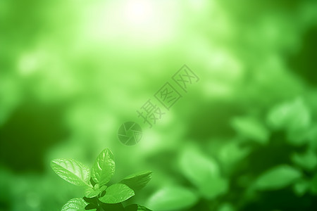 青绿树叶的光影背景图片