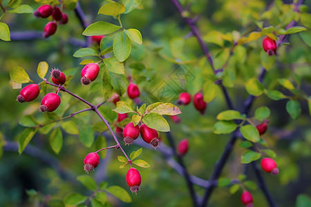 红莓绿叶之树图片