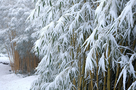 落满雪的竹林背景图片