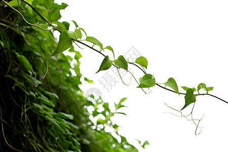 绿叶藤蔓攀爬者图片