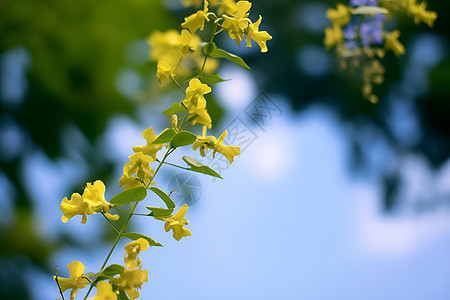 夏日的一朵黄色花朵图片