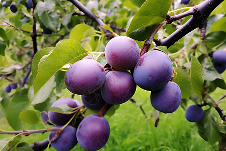 果园中的紫色果实图片