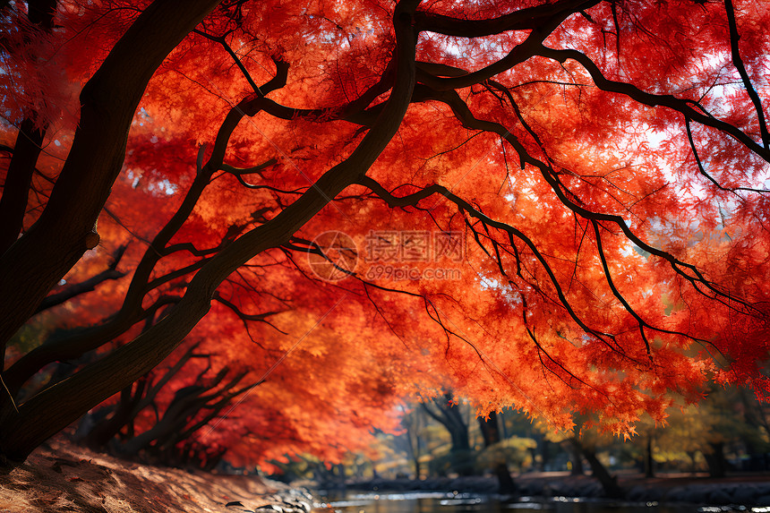秋日红叶下的河流图片