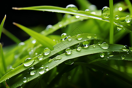 雨后的草叶背景图片