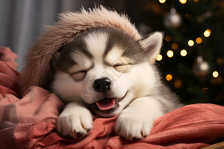 吐舌头睡觉的小狗图片