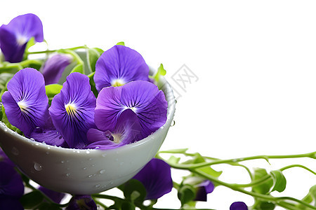 好看的紫色花朵图片