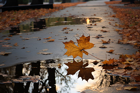 秋日里积水上的落叶图片
