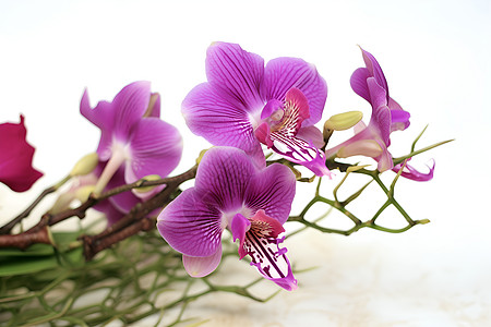 一束紫色花朵背景图片