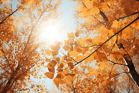 秋日的色彩图片