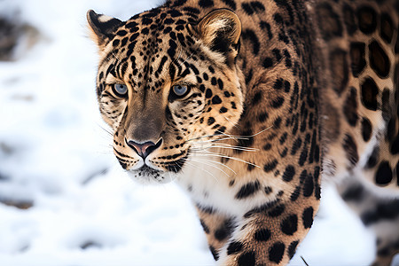 雪地中行走的豹子图片