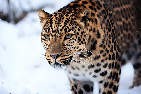 雪地中的野生豹子图片