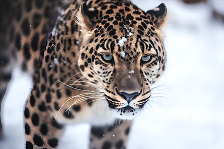 雪地中的豹子图片
