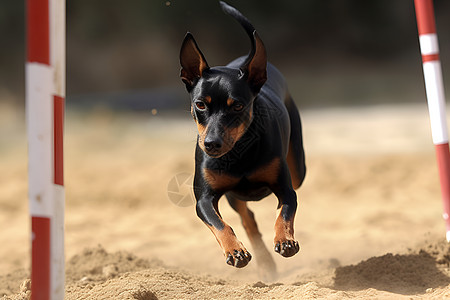 狗在沙地上奔跑图片