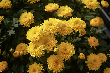 黄色的菊花花瓣图片