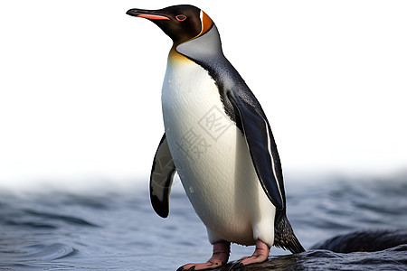 岩石上的动物企鹅背景图片