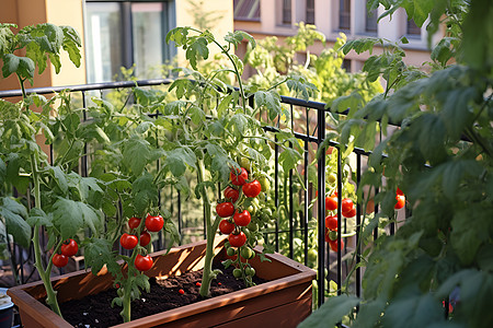 土壤里面生长的番茄高清图片