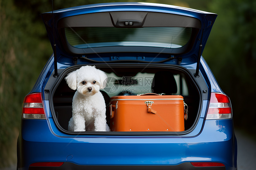 汽车中的小狗和行李箱图片
