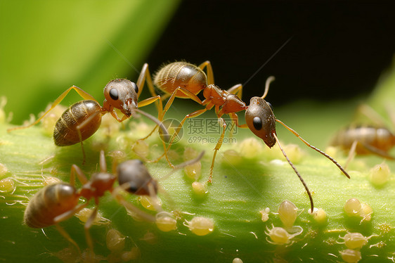 植物上的蚂蚁图片