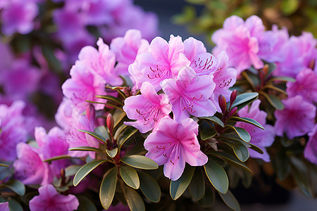 美丽杜鹃花鲜艳杜鹃花背景