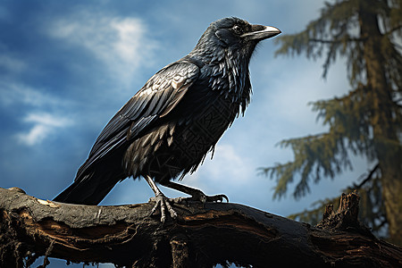 树枝上的黑色乌鸦背景图片