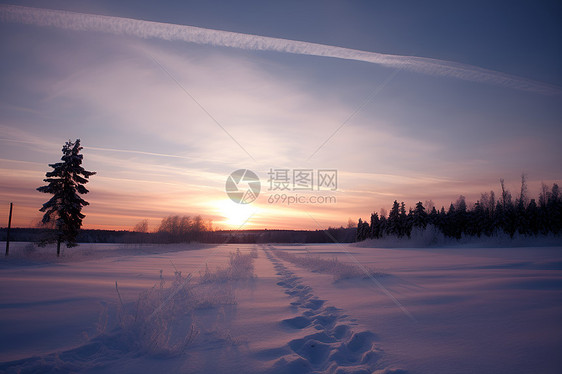 寒冬雪地上的树木图片