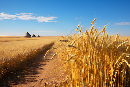 金黄的麦田背景图片
