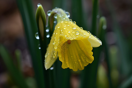 清晨雨露鲜花图片