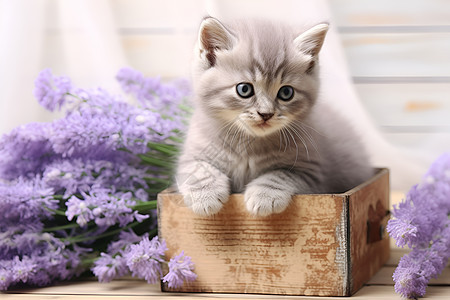 木盒里的小猫与薰衣草花束图片