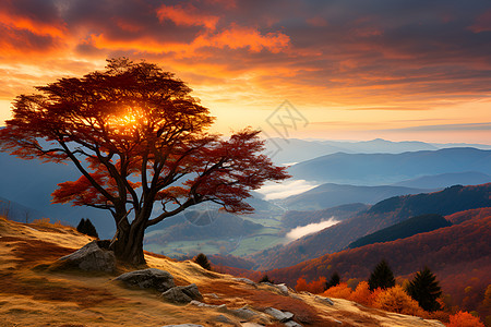 大树成长山间的一颗大树背景