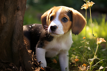 小狗与花背景图片
