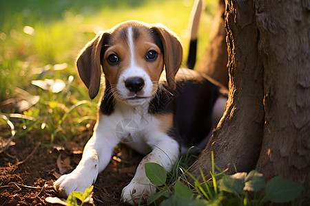 小狗在树荫下坐着背景图片