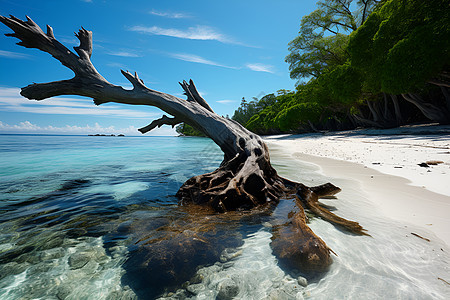 碧海蓝天沙滩上的一棵树图片