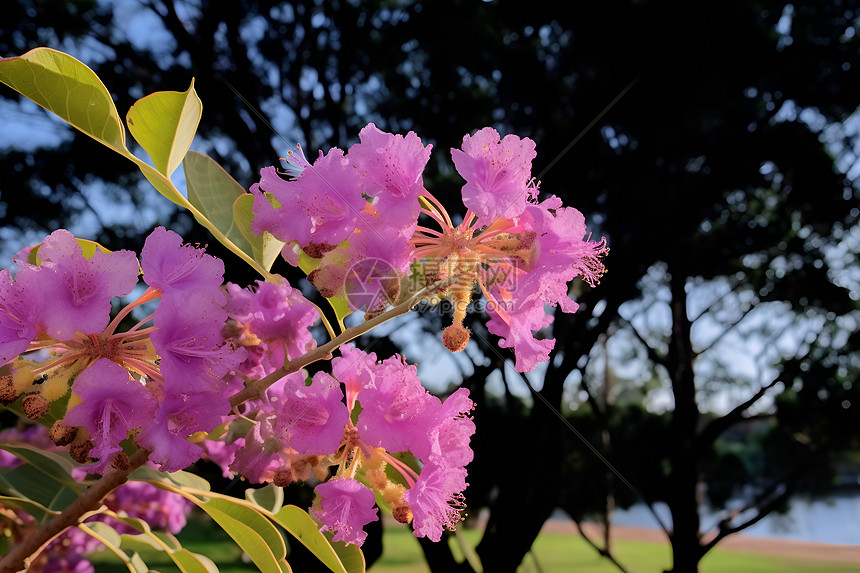 夏日公园里的鲜花图片