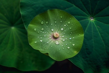 沾满雨滴的绿色荷叶图片