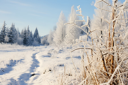 白雪皑皑的森林景观背景图片