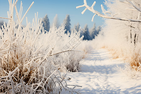 冬季白雪覆盖的森林景观图片