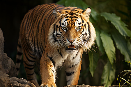 森林王者的老虎图片