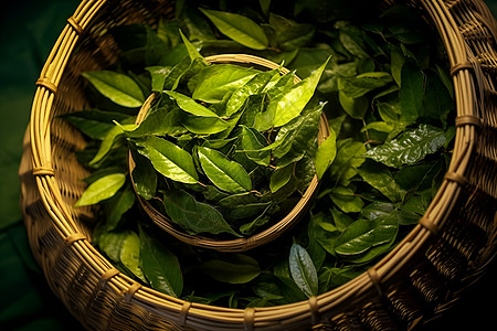 清香的绿茶叶图片