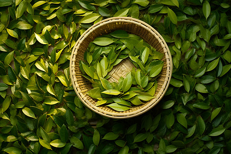 绿茶叶间有个篮子图片