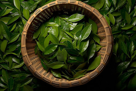 绿茶叶满溢的篮子背景图片