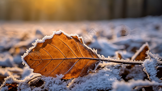 冬日被冰霜覆盖的叶子背景图片