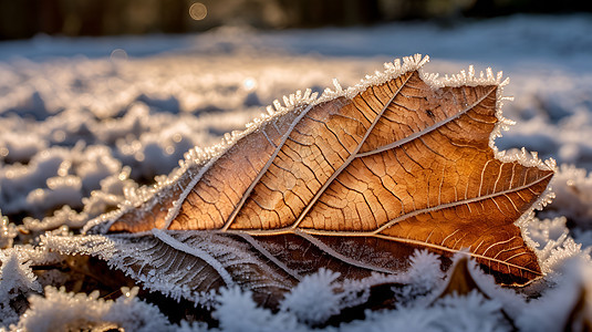 被霜覆盖的叶子图片