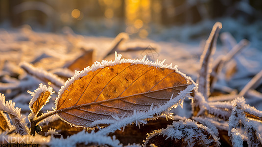 叶子上的冰霜背景图片