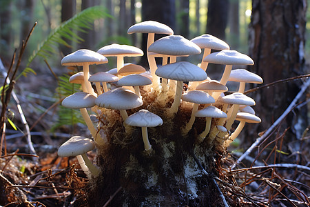 蘑菇森林枯木上的菌落背景