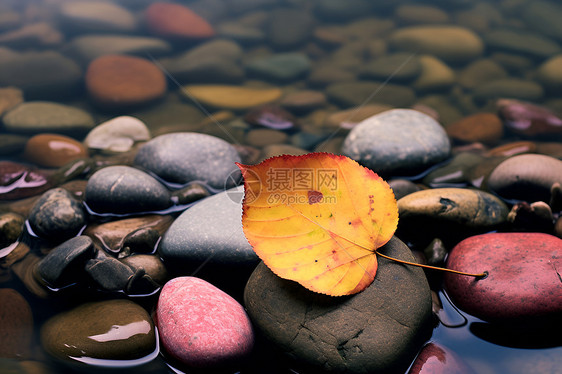 秋意浓郁的池塘景观图片