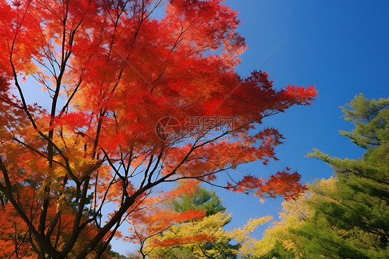 风景优美的秋季丛林景观图片