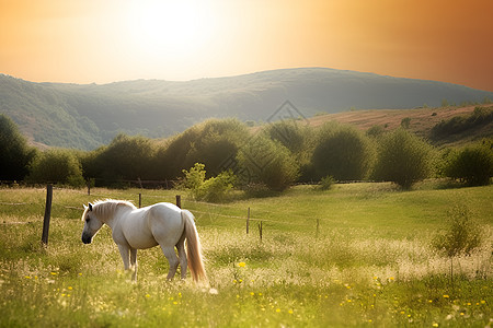 山野中的一匹白马图片
