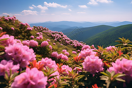 勒杜鹃花户外绽放的杜鹃花背景