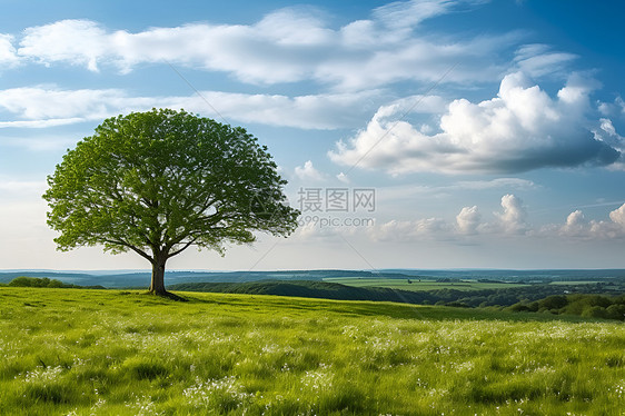 户外山坡上翠绿的大树图片