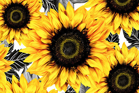 太阳花的对称图案背景图片